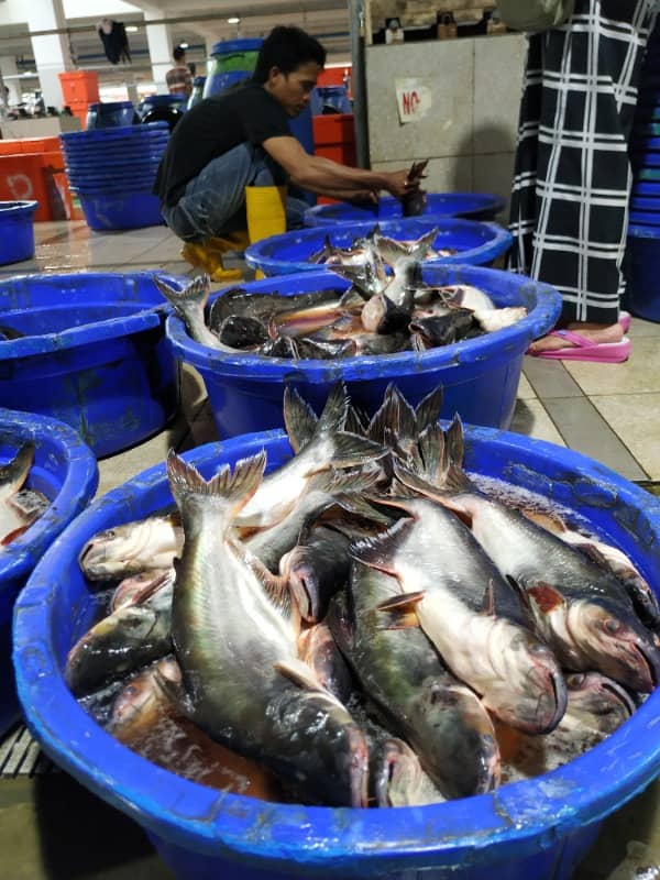 pasar ikan modern muara baru