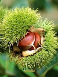 chestnut in malacca