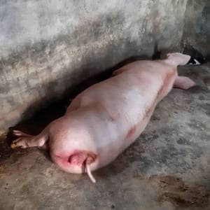 peternakan babi kediri