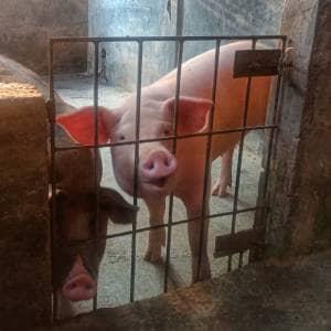 peternakan babi kediri