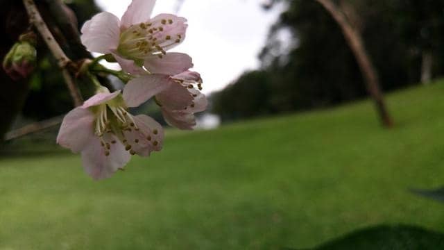  Taman  Bunga  Sakura  Cibodas  Menikmati Sakura  kini Ngga 