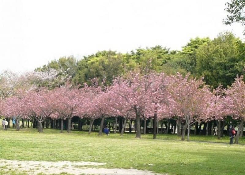 taman bunga sakura cibodas