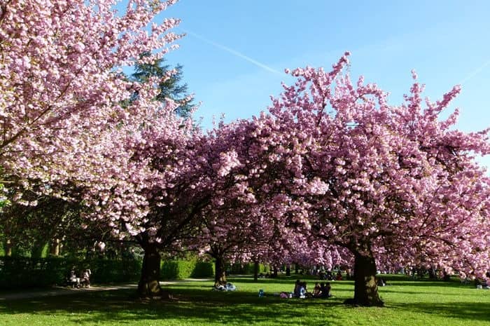 taman bunga sakura cibodas