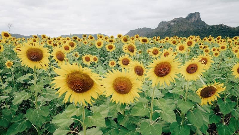 ladang bunga matahari di lopburi