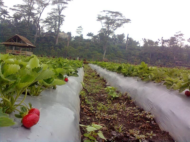kebun strawberry kalisat