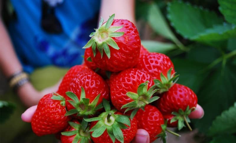 kebun strawberry kalisat
