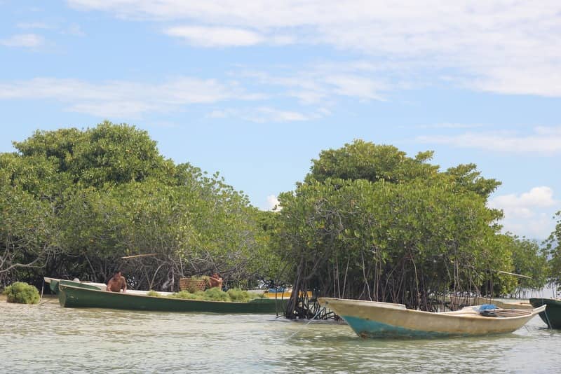 hutan mangrove nusa lembongan