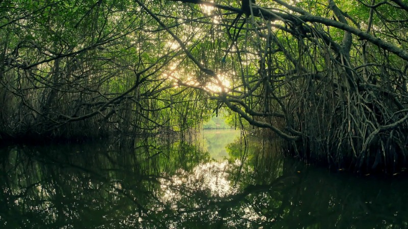 hutan mangrove nusa lembongan