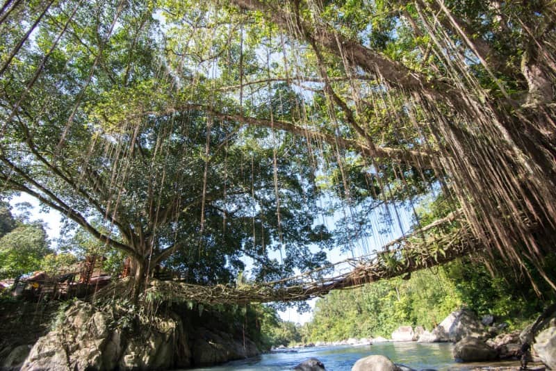 jembatan akar sumatera barat