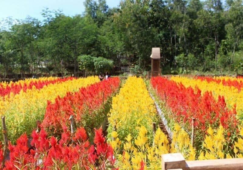 taman bunga celosia