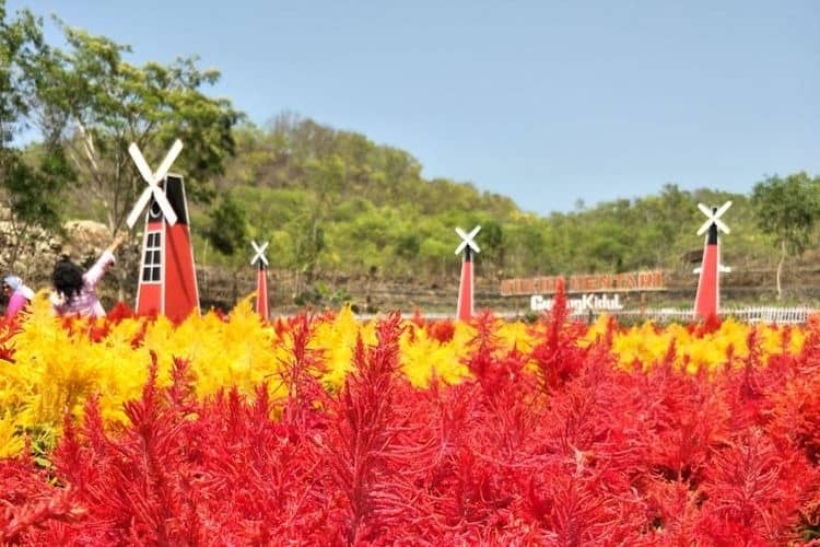 taman bunga celosia