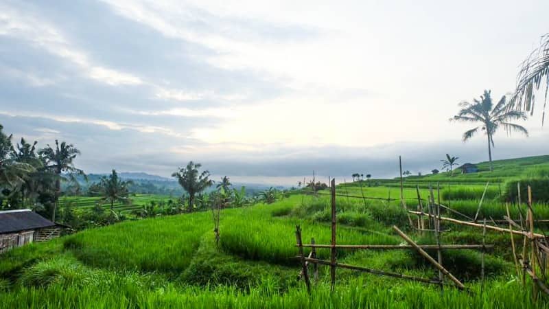 Jatiluwih rice terraces bali