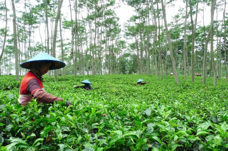 kebun teh sukawana