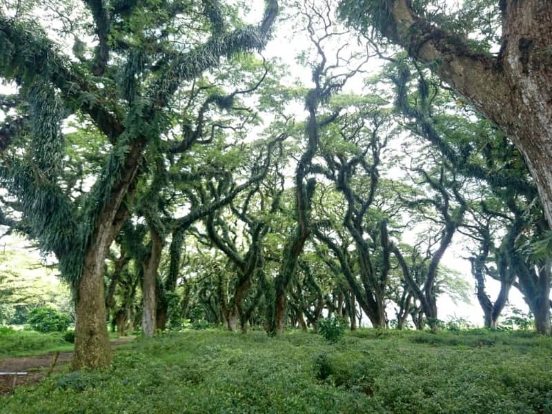 hutan de djawatan