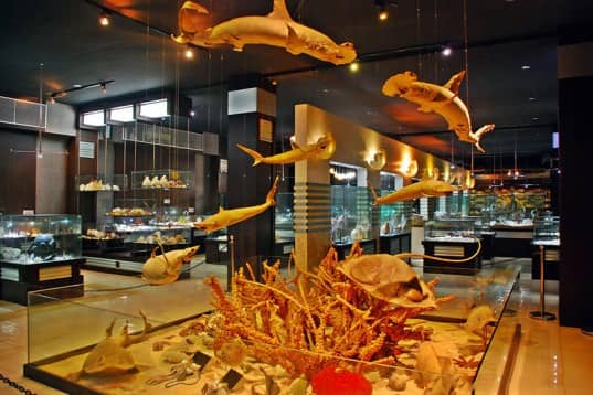 koleksi kerang di bali shell museum