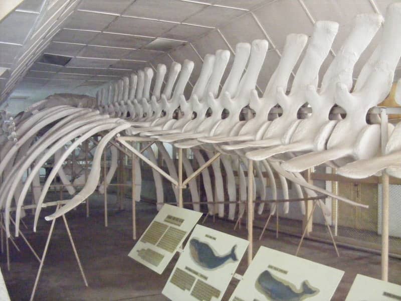 kerangka ikan paus di museum zoologi