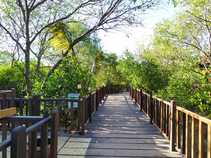 jembatan kayu di mangrove wonorejo