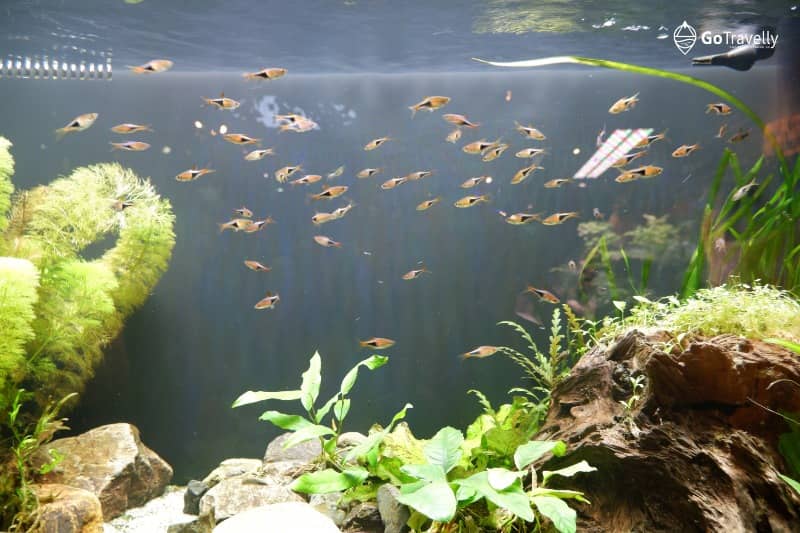 aquaria klcc