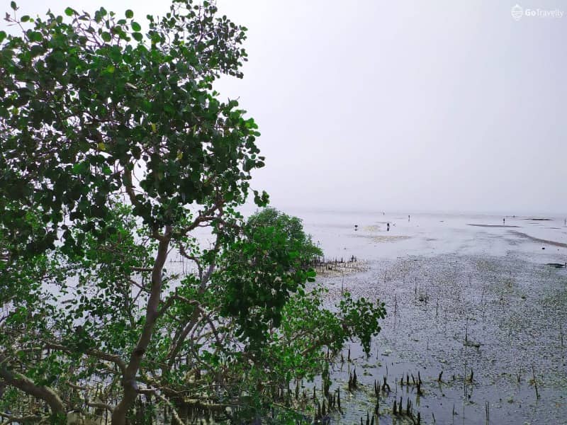 mangrove di pantai talang siring
