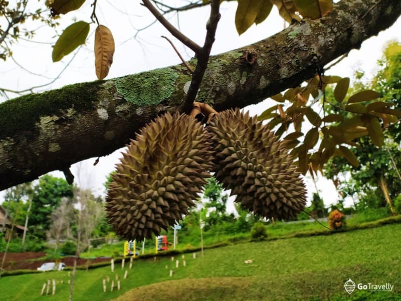 de durian park wonosalam