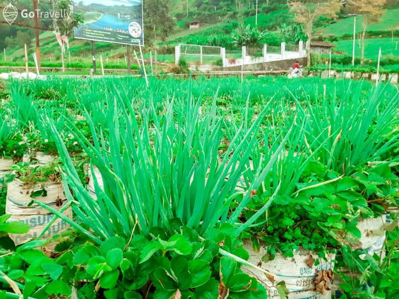 kebun stroberi sarangan