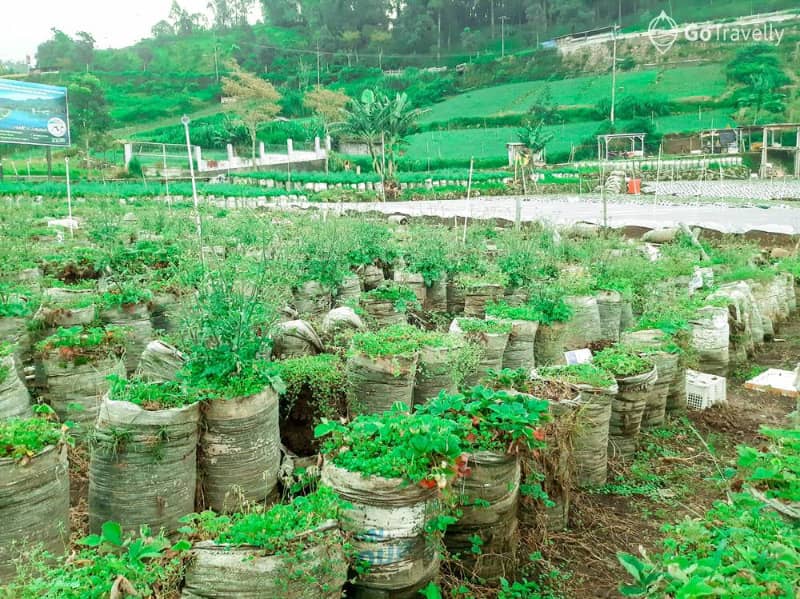 kebun stroberi sarangan