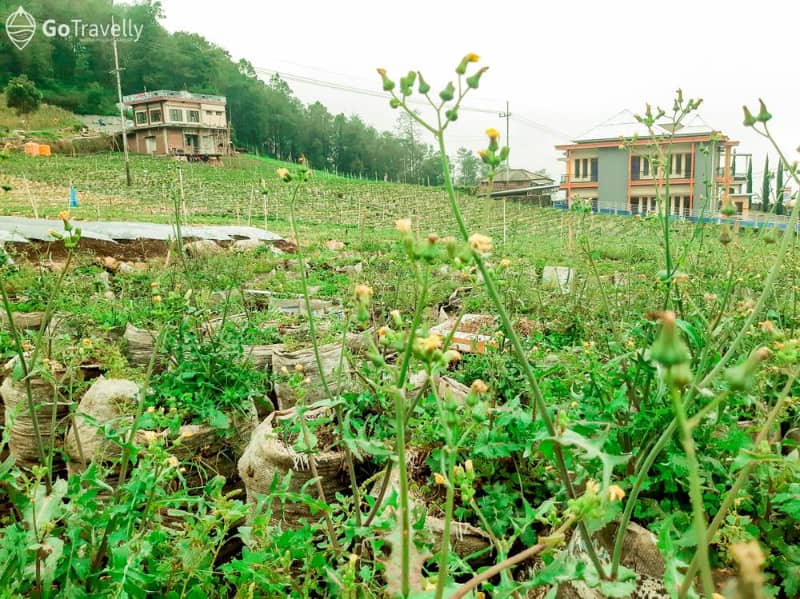 kebun stroberi sarangan