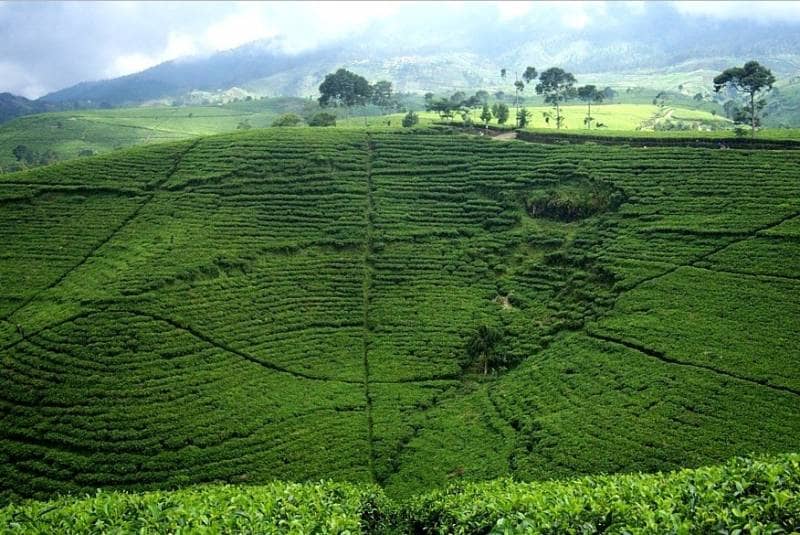 kebun teh andung biru