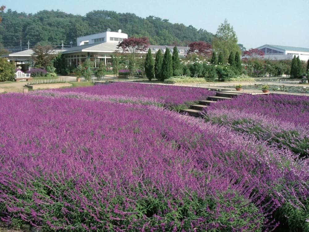 ashikaga flower garden