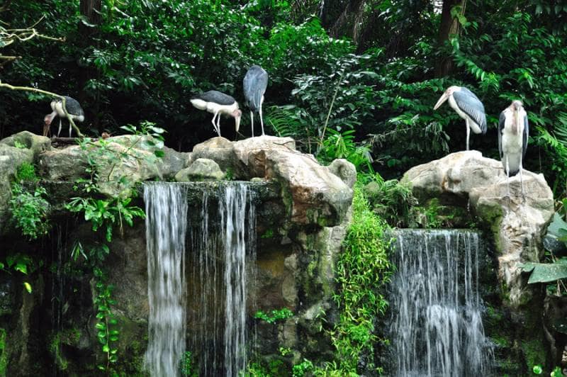 jurong bird park singapore