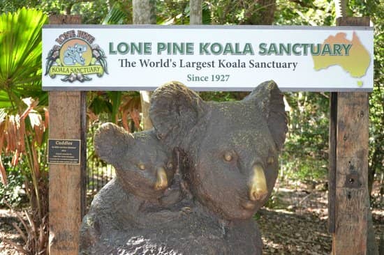 lone pine koala sanctuary