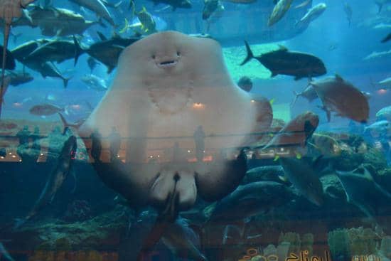 dubai aquarium & underwater zoo