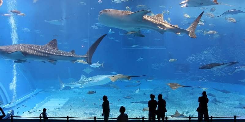 dubai aquarium & underwater zoo