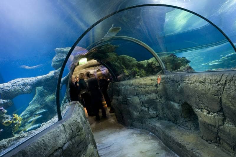 sea life london aquarium