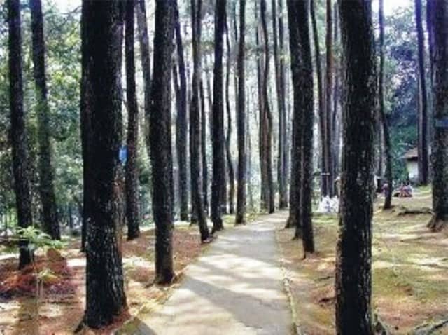 djuanda forest park
