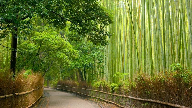 arashimaya bamboo forest