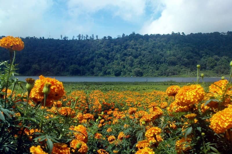 ladang bunga marigold
