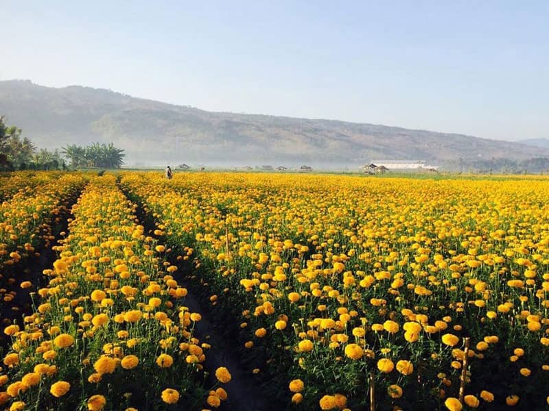 ladang bunga marigold