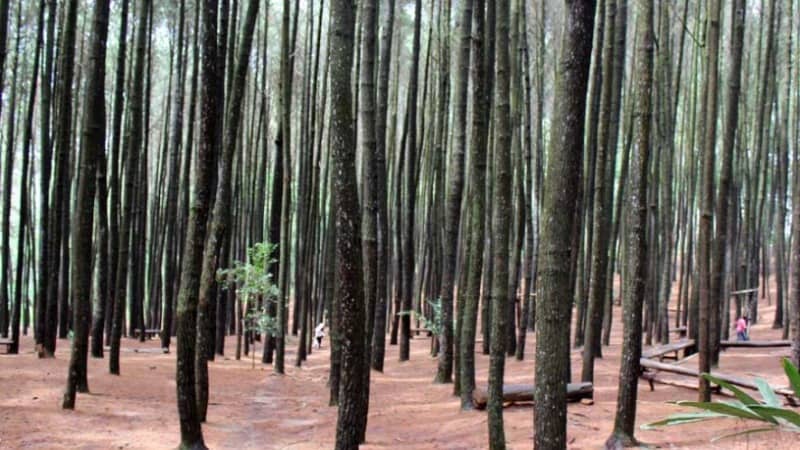 hutan pinus imogiri