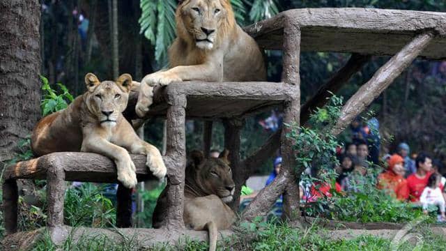 Harga Tiket Masuk Ragunan Terbaru Harga Tiket Masuk Ragunan - Gambar Permainan Tradisional Harimau Rusa