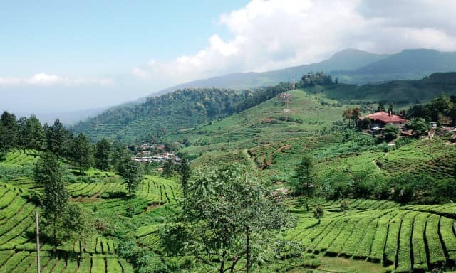 Kebun teh agrowisata Gunung Mas
