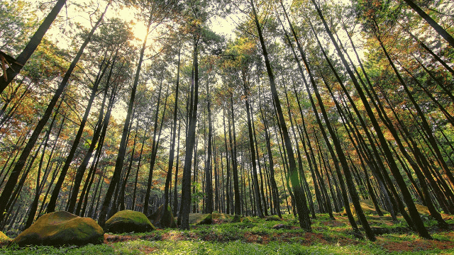 Hutan Pinus Dingo