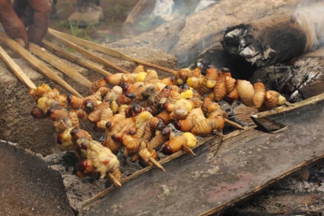 ulat sagu khas papua