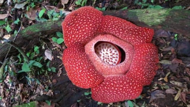 Taman Bunga Rafflesia Arnoldi