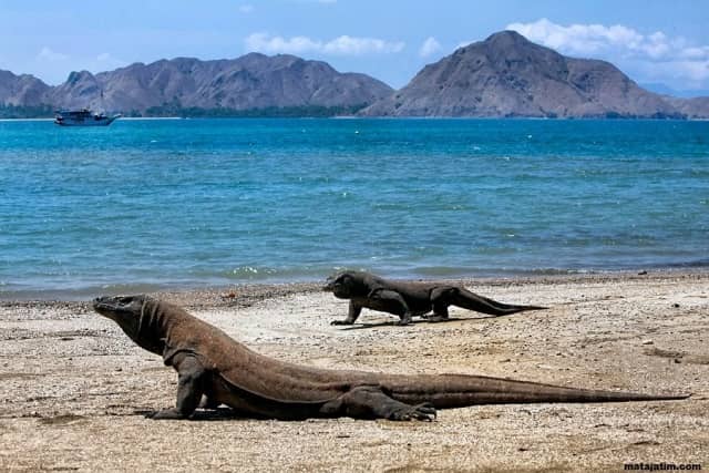 Pulau Komodo Sumbawa NTT