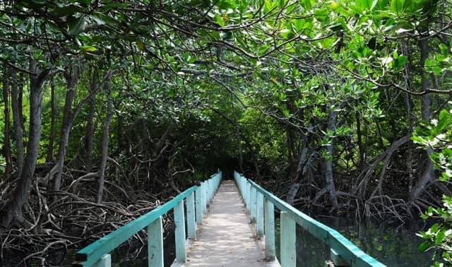 Hutan mangrove Bama