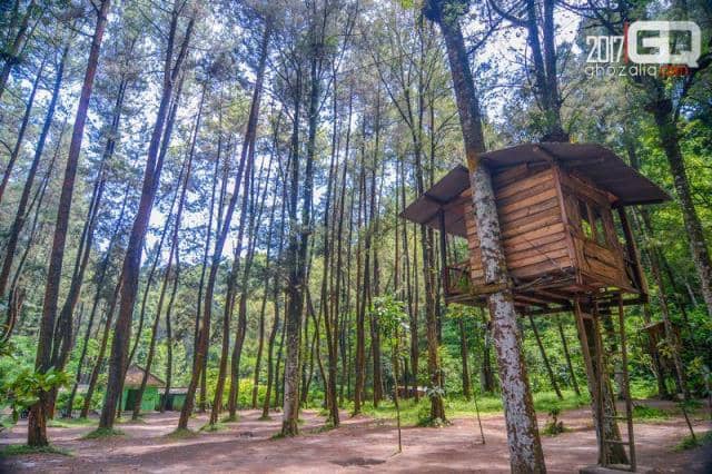 Hutan Pinus Ledok Ombo