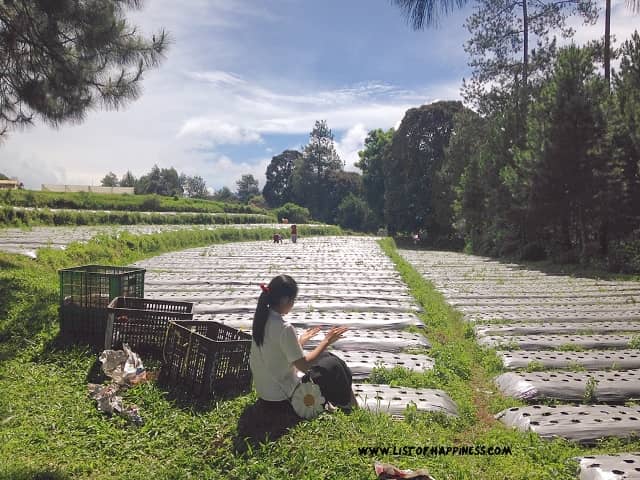 rute menuju Balitsa Lembang