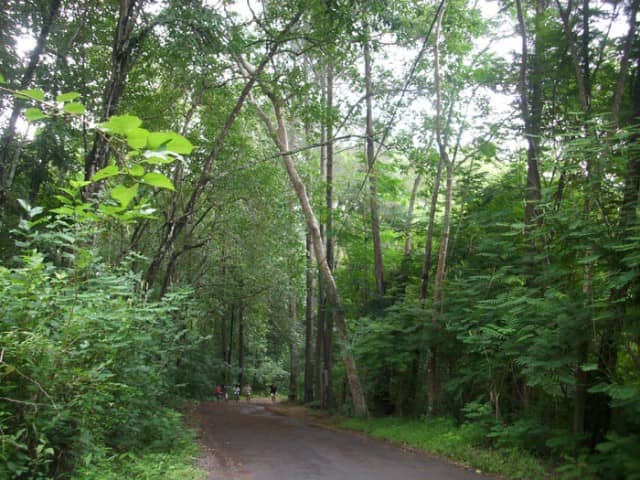 Hutan Wanagama