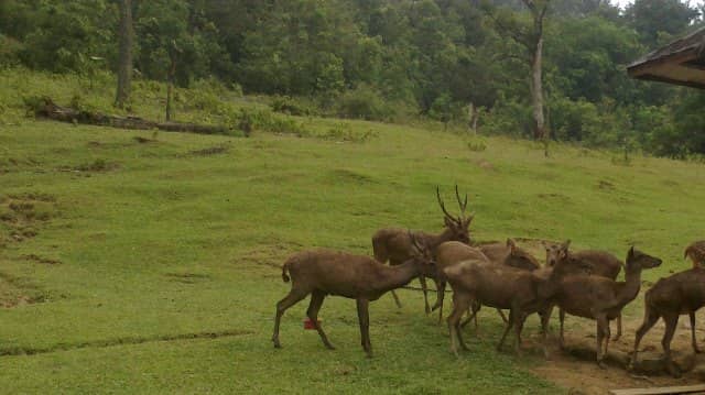 Penangkaran Rusa Giri Jaya